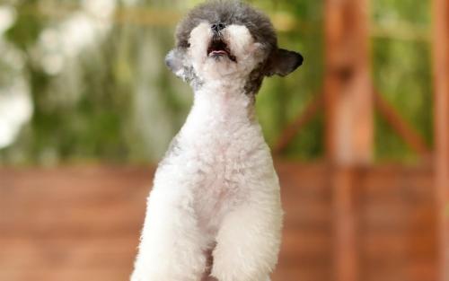 ڿ鱨ܾ־ֳڵϮӷڳ¹ҪɱȫĶ˹ˡ