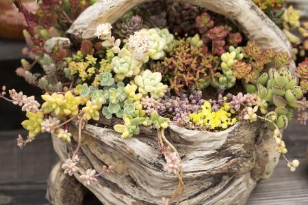 Ϻзչ͸ĸίԱᷢȷӦúй֪ͨ