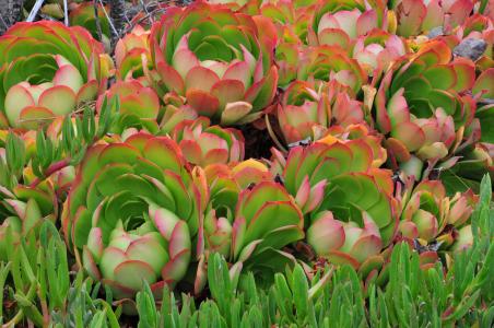 ֱΪʯҵ 㶫Ļᡰ˷硱ת