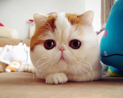 ͥʿɣҶ֮ȥǰЬ